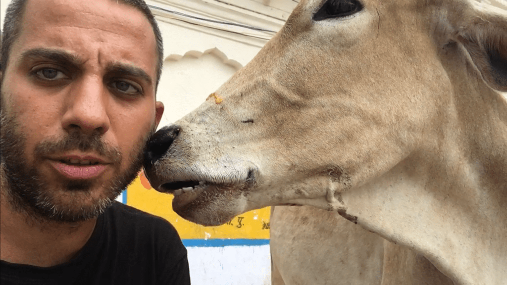 cow mucca india