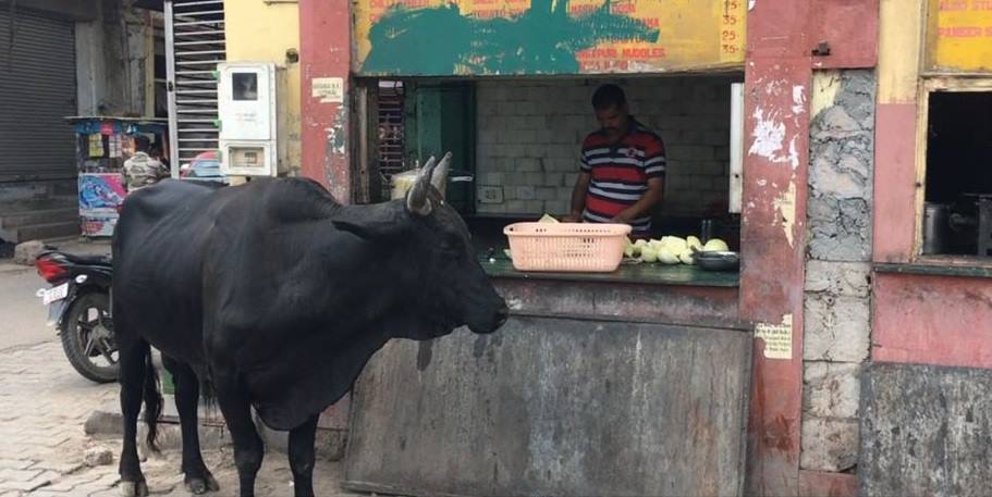cow mucca india
