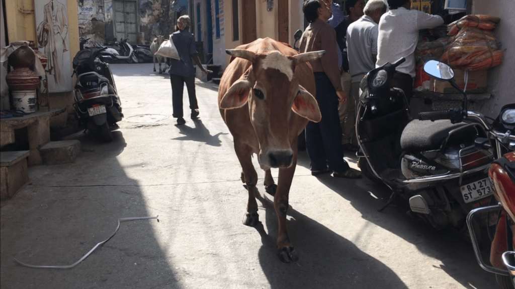 cow mucca india