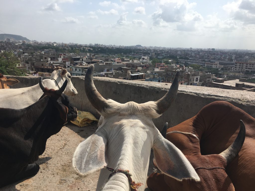 cow mucca india