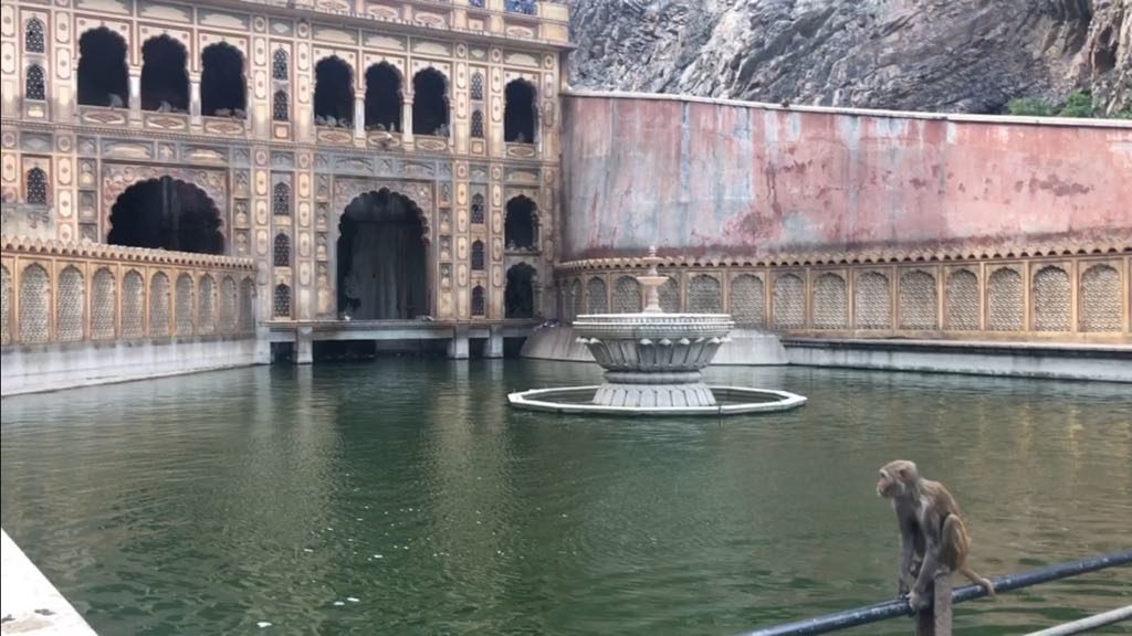 tempio delle scimmie Jaipur