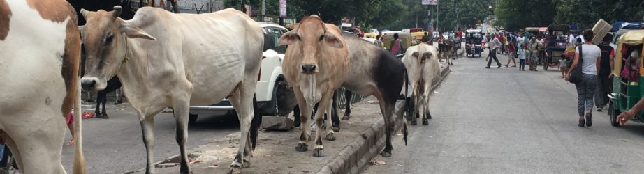 How’s life as an Indian cow?