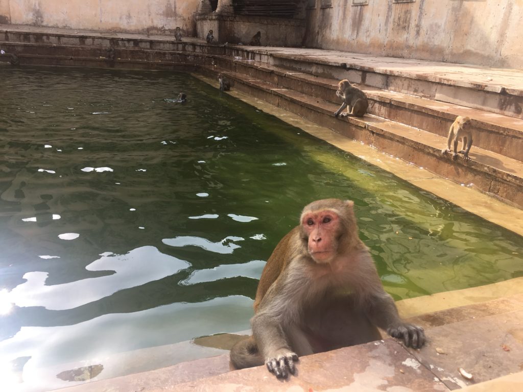 tempio scimmie monkey india jaipur