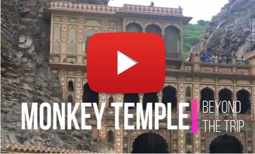 tempio scimmie india jaipur