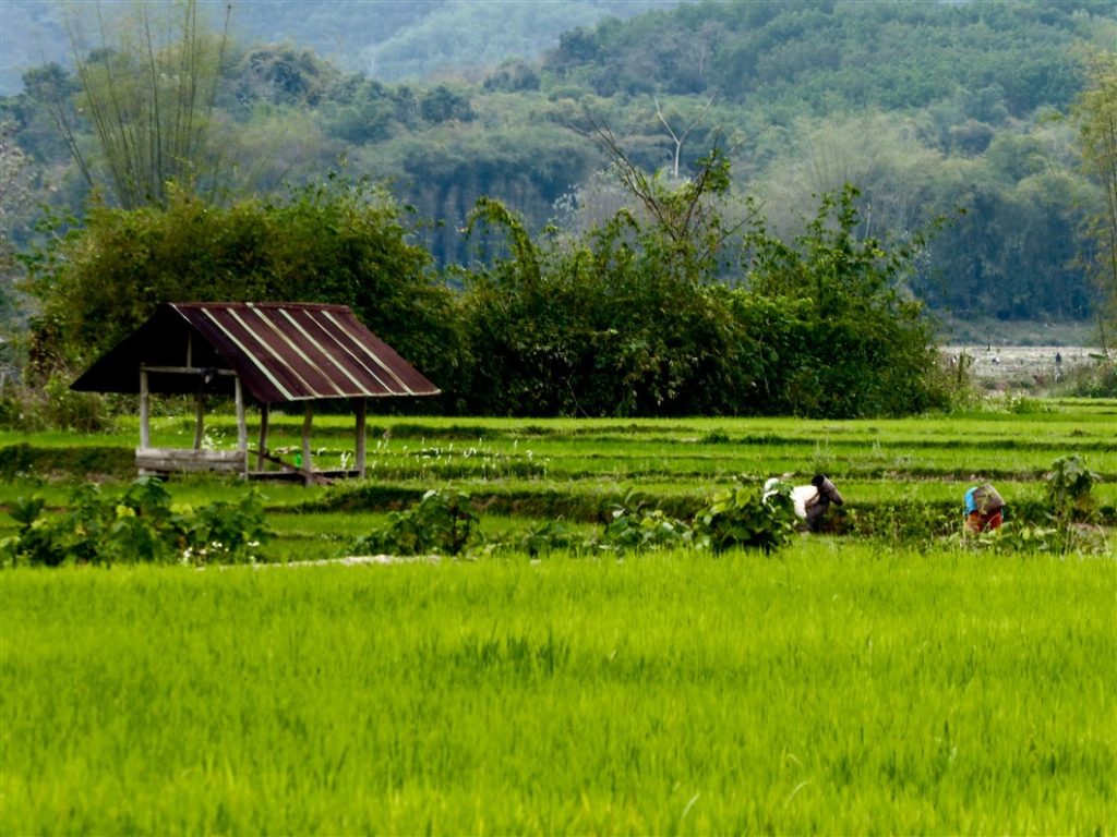 LUANG NAMTHA