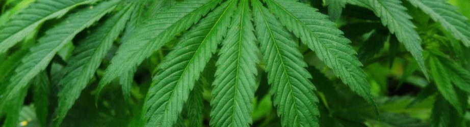 Fumare erba in Asia: le leggi sul consumo di marijuana