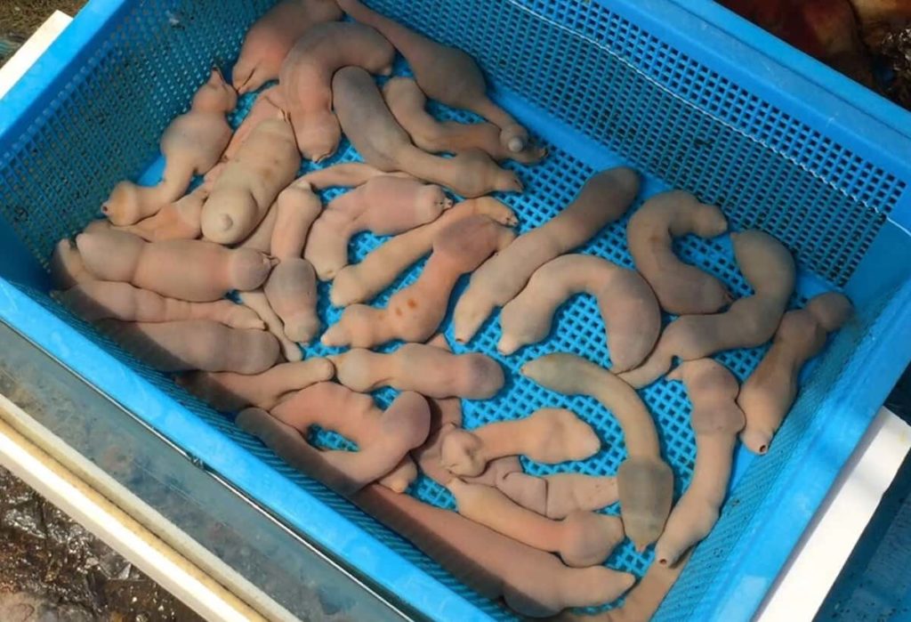 corea del sud curiosità spoon worm pesce pene